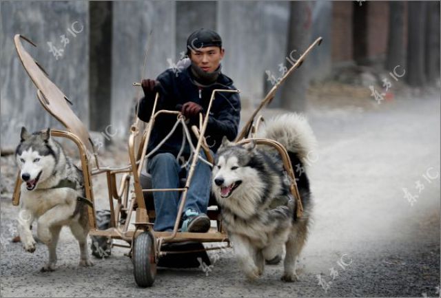 Huskies Can Pull Not Only Sleds (10 pics)