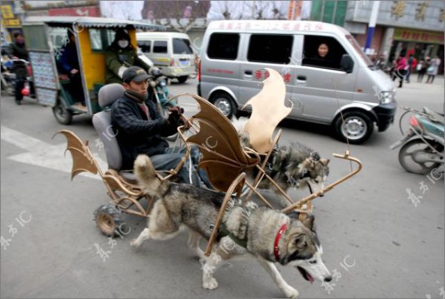 Huskies Can Pull Not Only Sleds (10 pics)