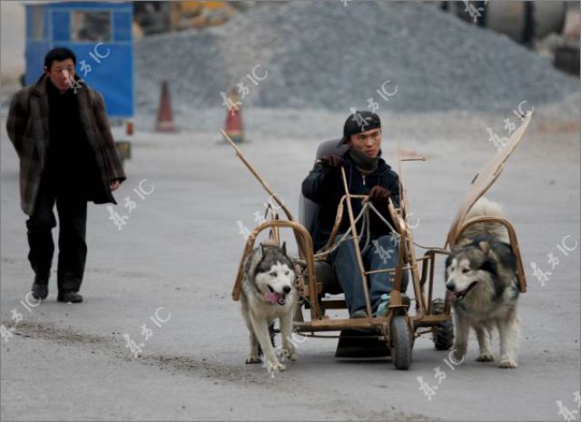 Huskies Can Pull Not Only Sleds (10 pics)