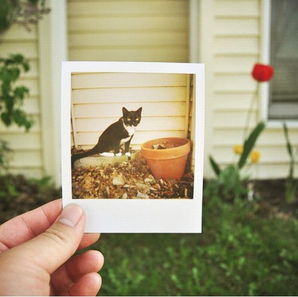 Playing with Polaroids (19 pics)