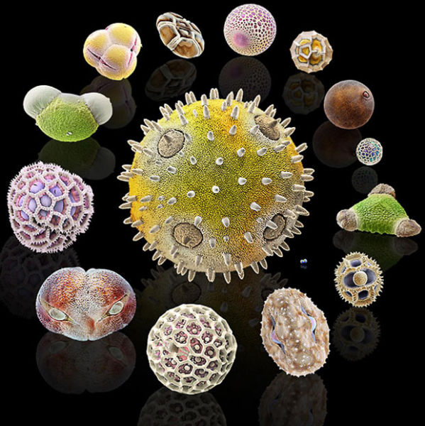 Awesome Microscope Images of Pollen Grains (17 pics)