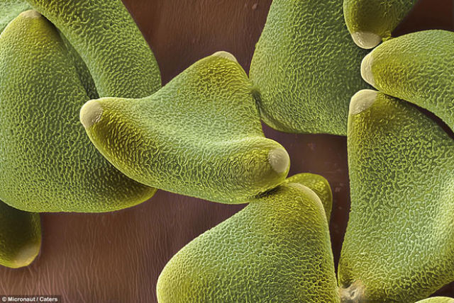 Awesome Microscope Images of Pollen Grains (17 pics)