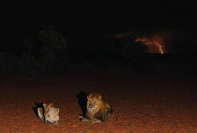 "The Colors of the Kalahari" (19 pics)