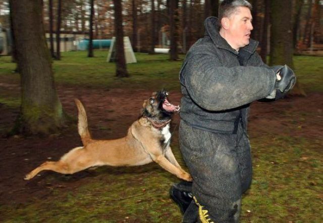Animals Attack People (44 pics) - Izismile.com