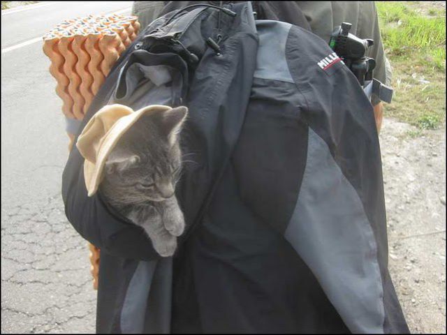 Backpacking Kitty!!! (20 pics)