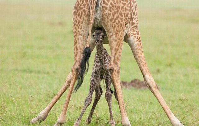 Newly Born Baby Giraffe (8 pics)