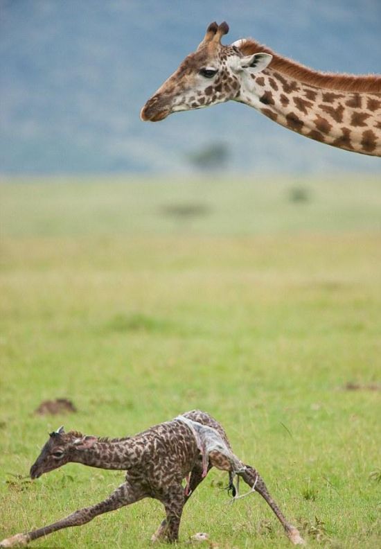 Newly Born Baby Giraffe (8 pics)