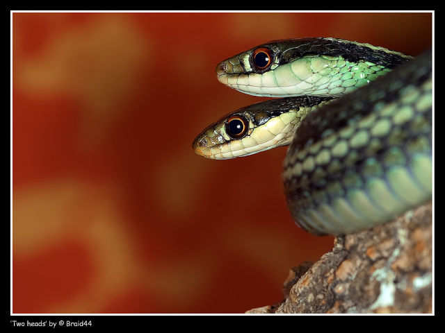 Snakes with Two Heads (28 pics)