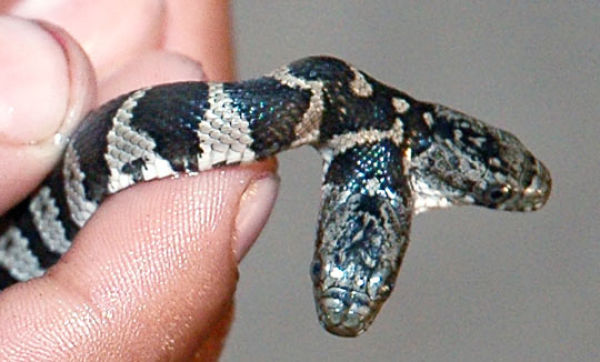 Snakes with Two Heads (28 pics)