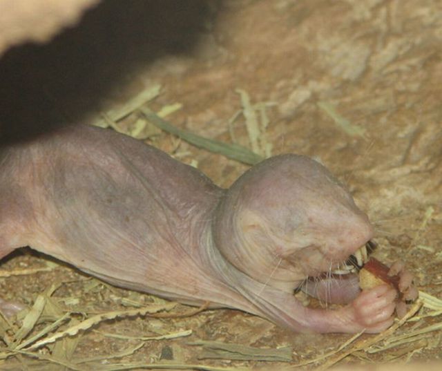 Ugly but Cute Baby Animals (55 pics)