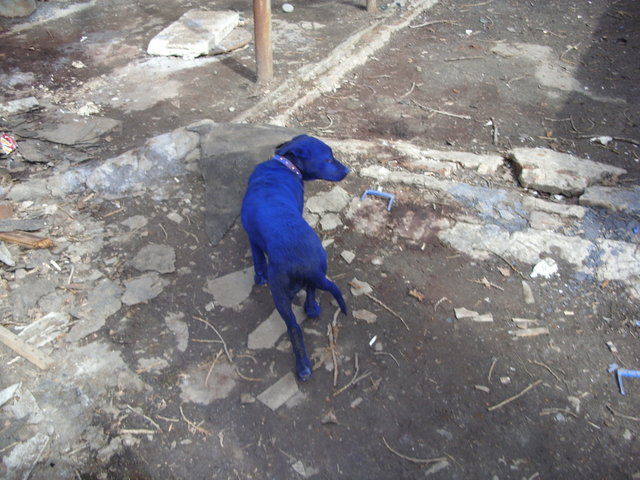 Blue Dog (7 pics)