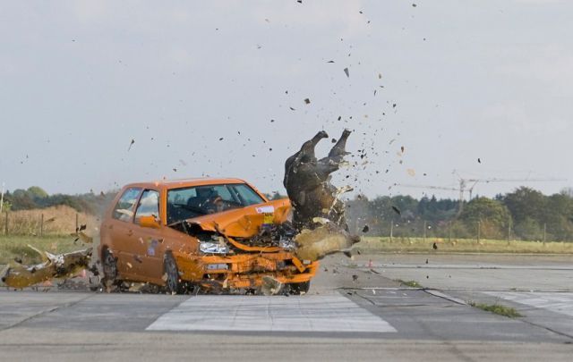 Crash Test: Car vs. Boars (3 pics)