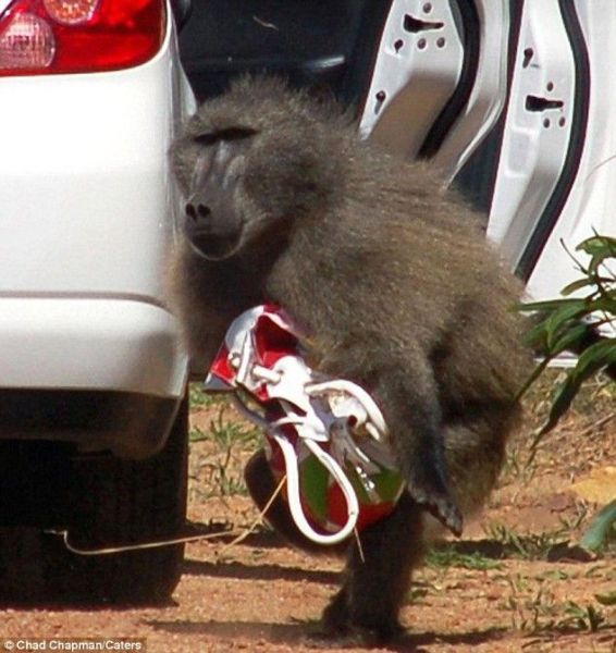 A Baboon Purse Thief (4 pics)