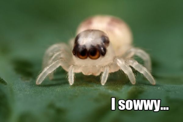Rofl Spiders (52 pics)