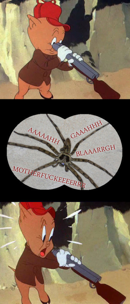 Rofl Spiders (52 pics)