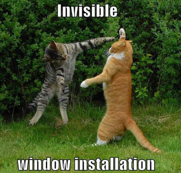 Cats Startled by Something Invisible (25 pics)