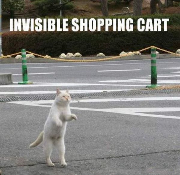 Cats Startled by Something Invisible (25 pics)