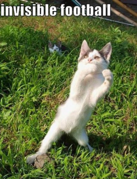 Cats Startled by Something Invisible (25 pics)