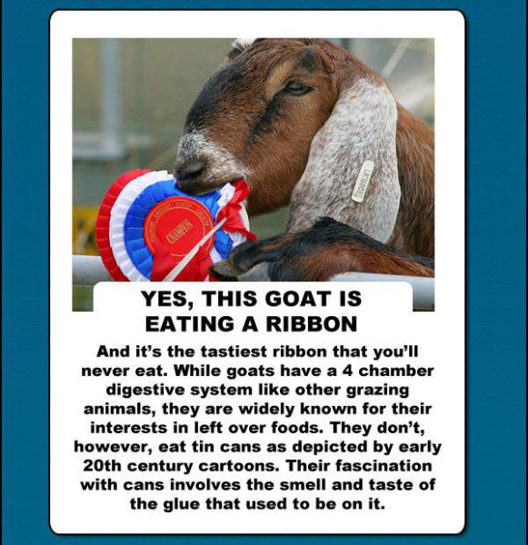 Will Goats Rule Our World? (10 pics)