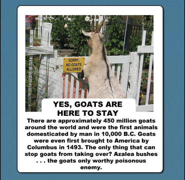 Will Goats Rule Our World? (10 pics)