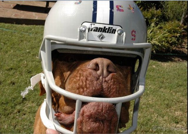 These Dogs Will Crack You Up! (76 pics)