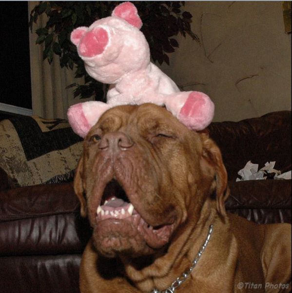 These Dogs Will Crack You Up! (76 pics)