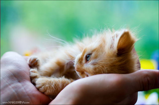 Another Touching Story of Another Little Kitty (19 pics)