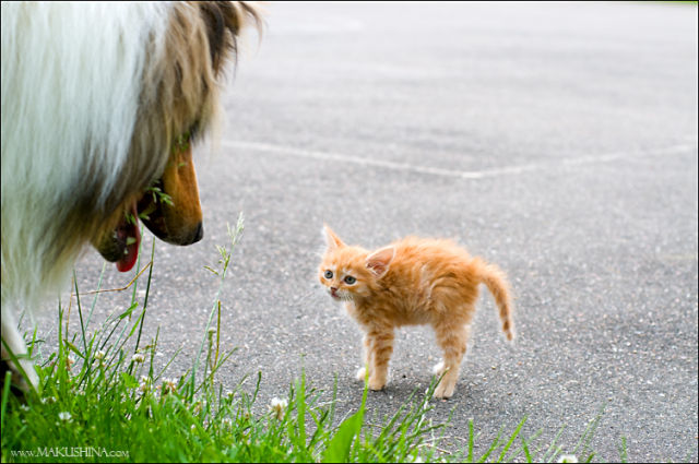 Another Touching Story of Another Little Kitty (19 pics)