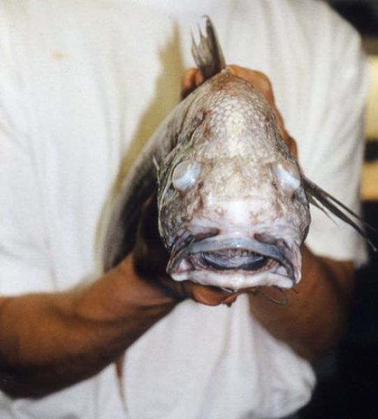 Scary Looking Greenland Fish (7 pics)
