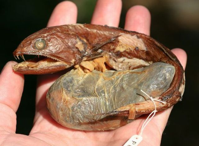 Scary Looking Greenland Fish (7 pics)