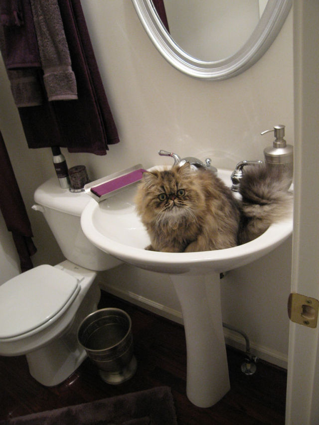 A Perfect Place for a Cat (33 pics)
