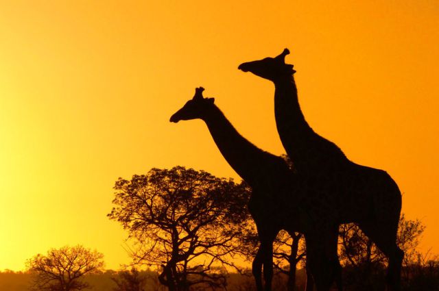 Incredible Africa Photos (26 pics)