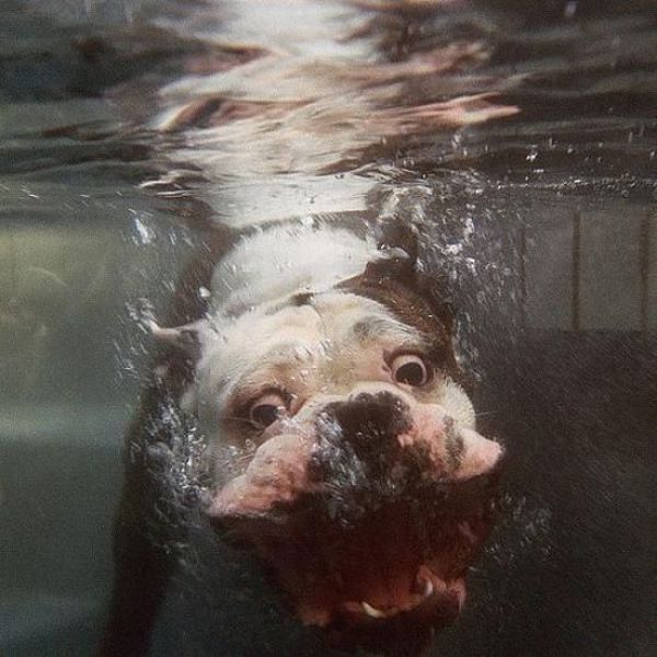 Freaking Awesome Animal Emotions (60 pics)