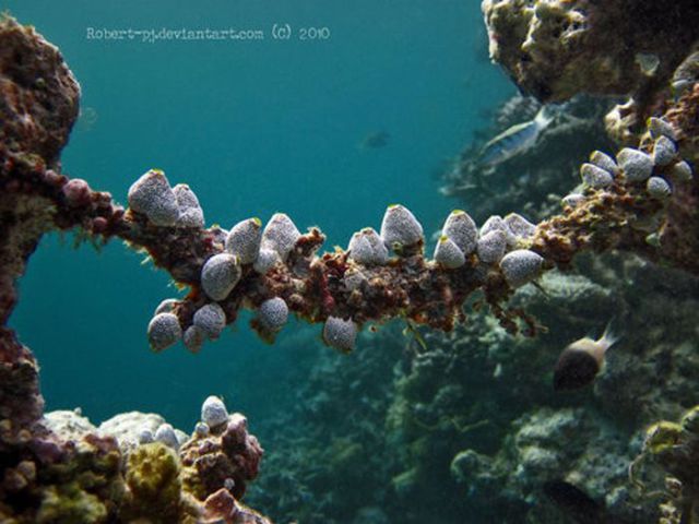 Gorgeous Underwater World (50 pics)