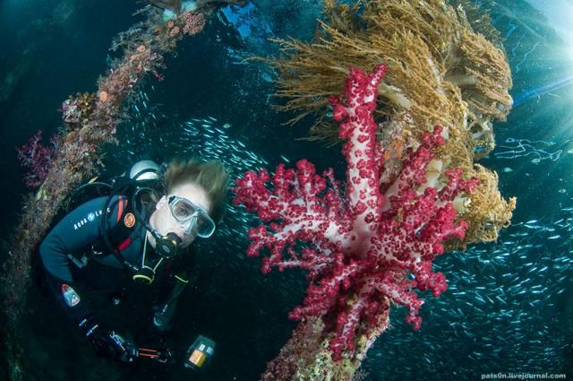 Gorgeous Underwater World (50 pics)