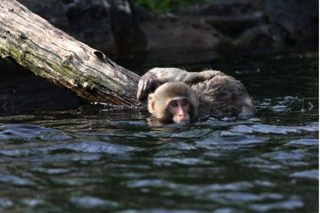 How Snow Monkeys Learn to Swim (18 pics)