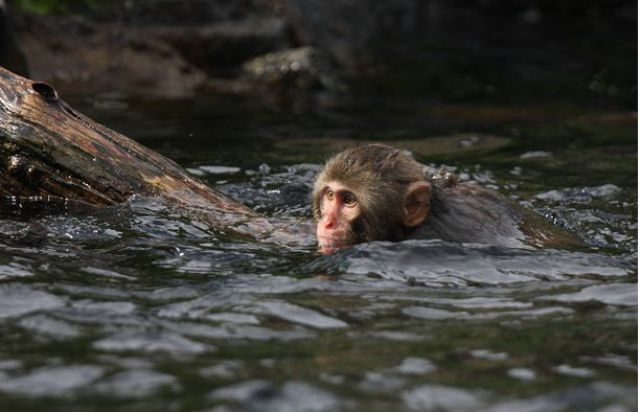 How Snow Monkeys Learn to Swim (18 pics)