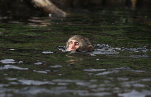 How Snow Monkeys Learn to Swim (18 pics)