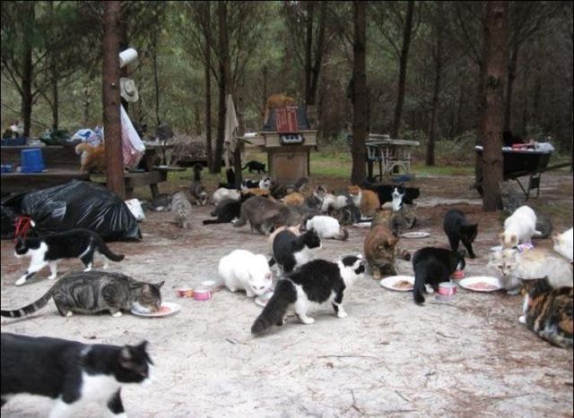 The Promise Land for Cats (42 pics)