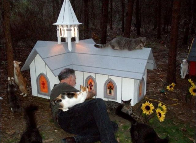 The Promise Land for Cats (42 pics)