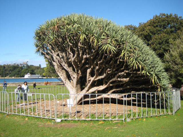 A Tree That Bleeds (18 pics)