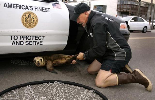 Baby Seal Found Under a Police Car (6 pics)
