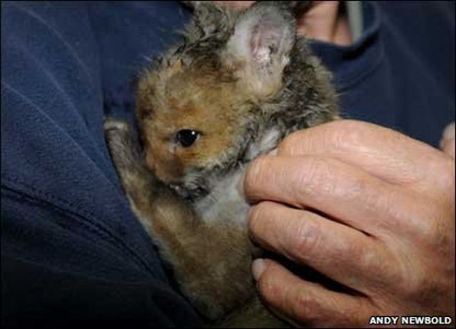 Rescuing a Baby Fox (12 pics)