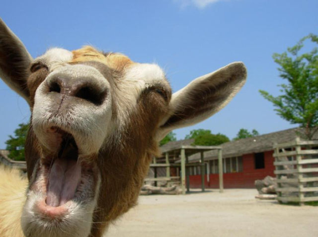 Hilarious Goat Photobombs (17 pics)