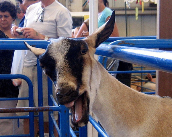 Hilarious Goat Photobombs (17 pics)