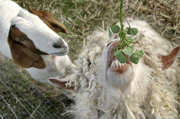 Hilarious Goat Photobombs (17 pics)