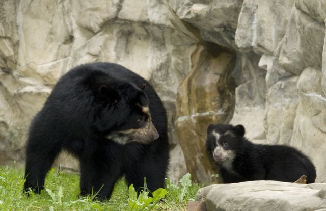 Cute Spectacled Bear Babies (15 pics)