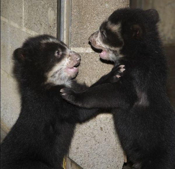 Cute Spectacled Bear Babies (15 pics)