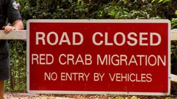 Giant Red Crab “Christmas” Migration