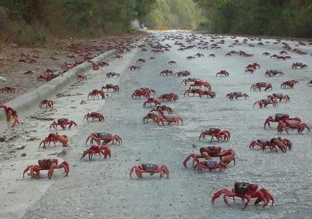 Giant Red Crab “Christmas” Migration